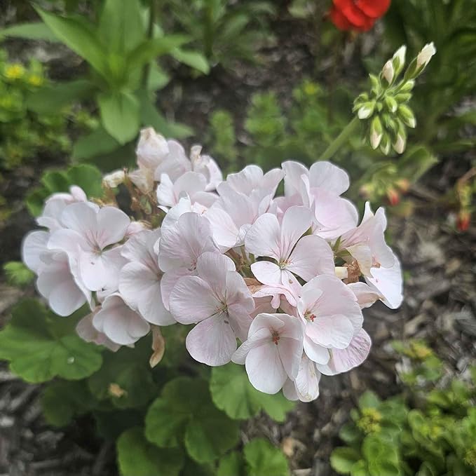 Park Seed Geranium Flowering Plant Seeds, Maverick Appleblossom Hybrid with Soft Pink and White Blooms, Vigorous Zonal Variety for Beds and Containers, Pack of 10