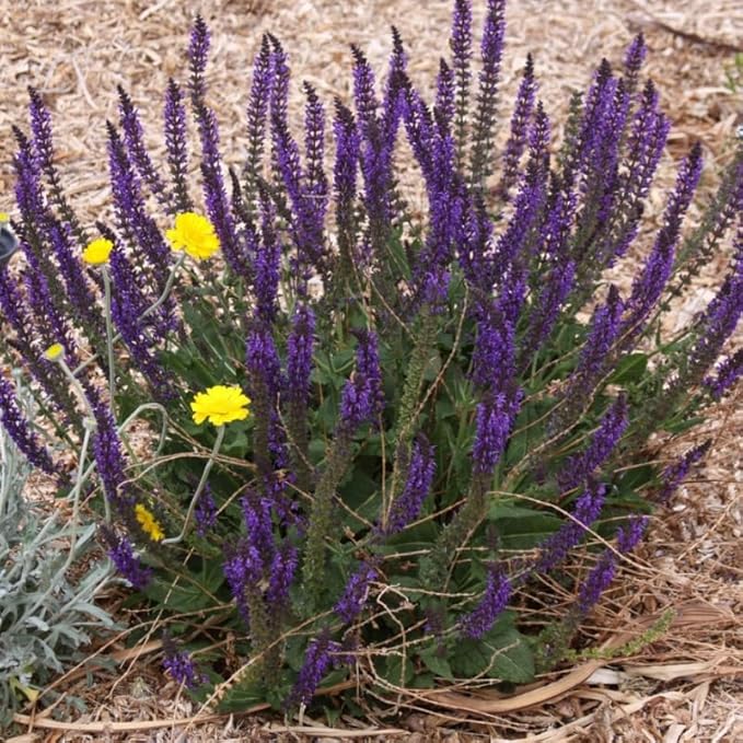 2 Vibrant Sage Salvia Live Plants, Fragrant Perennial Sage Plants Live for Spring Planting, Summer Planting, 5 to 10 Inches in Tall, (Black-Blue)