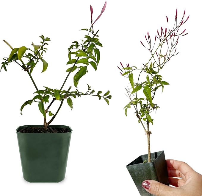 Generic Mini Pink Jasmine Vine, Fragrant and Live Houseplant, 2 Inch Pot, Jasminum Polyanthum (1) Just pruned