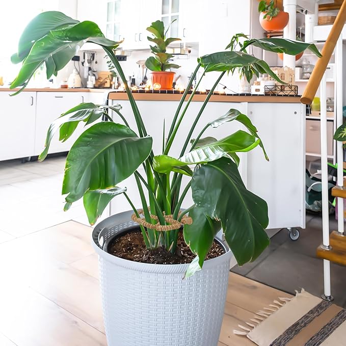 2PC Bendable Plant Climbers Stem Holders, 11.8 Inch Natural Coconut Fiber Climbing Houseplant Monstera Stem Supports, Reusable Flower Plant Stakes Trellis Stem Growth Accessories for Plant Indoor