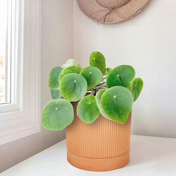 Small Modern Terracotta Pots, 4.2 Inch Ribbed Textured Clay Planter Pots with Drainage Hole & Saucer, Garden Pots for Indoor Plants Succulent, Cacti & Fern, Set of 2