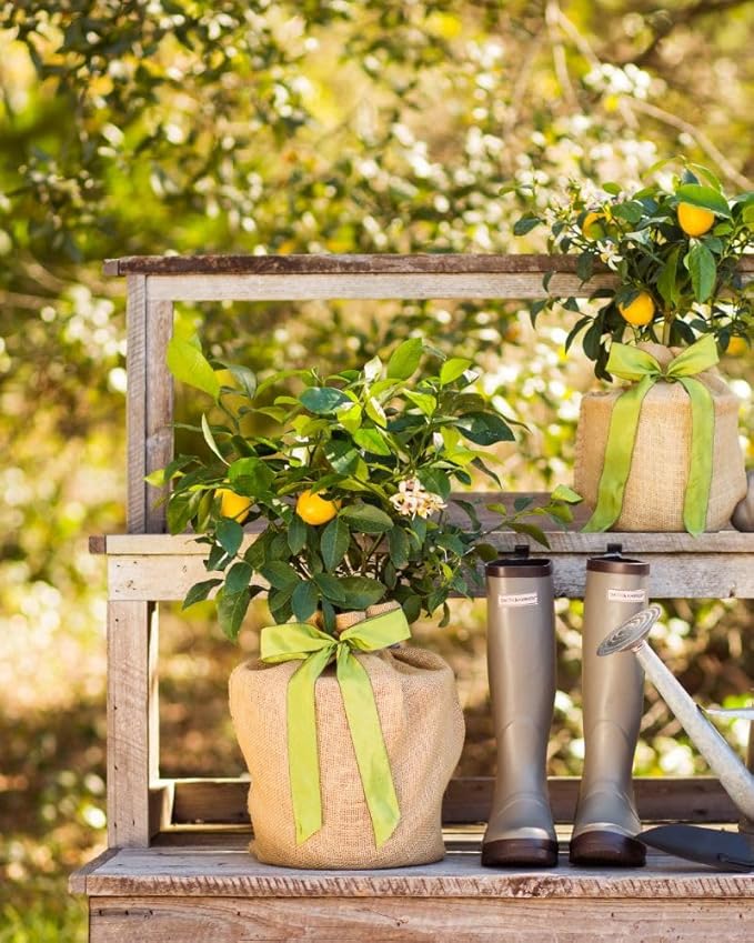 Sympathy Gift Meyer Lemon Tree, Live Fruit Tree That Bears Juicy, Sweet Lemons, Living Memorial Gift, Thoughtful Remembrance Keepsake by The Magnolia Company, No Ship to TX, LA, AZ, AL, CA