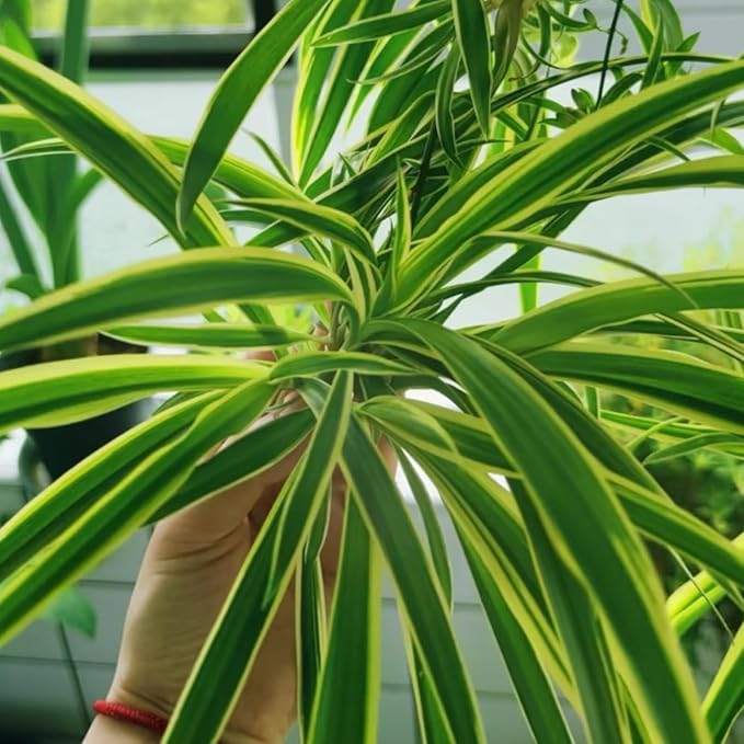 3 Reverse Variegated Spider Plant Cuttings – Fast-Growing Indoor Houseplants – Easy to Grow Hanging Basket Greenery for Home or Office Décor