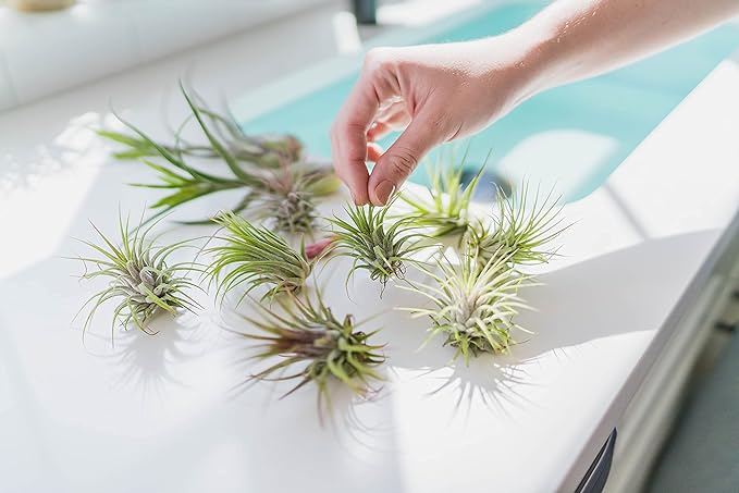 Large Juncea Air Plants 8 to 10 Inches - Live Succulent House Plants - Available in Wholesale and Bulk - Home and Garden Decor - Easy Care Indoor & Outdoor Air Plant (Pack of 1)