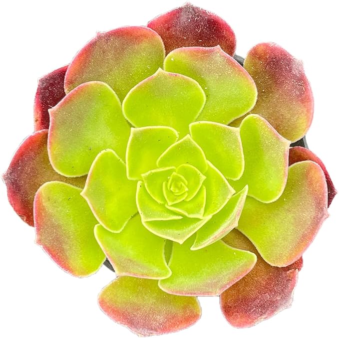 2" Live Succulent Plants Aeonium 'Superbang', Mini Potted Succulents, Easy Care Indoor Houseplant, Unique Gifts, Home Office Décor