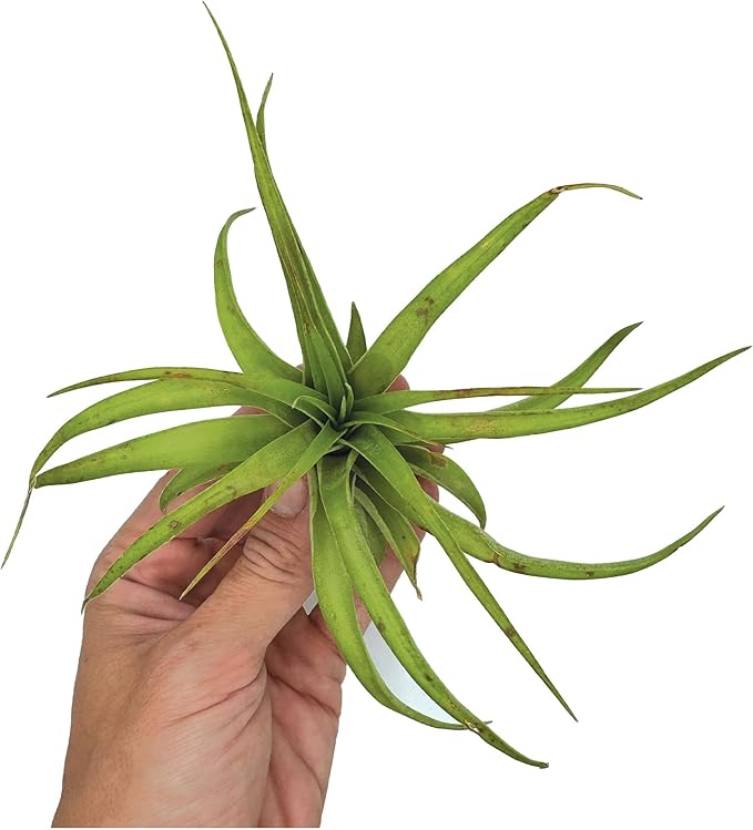 ragnaroc Air Plants - Tillandsia Brachycaulos Multiflora, Jumbo 5-7" - 1 ct - Live Arrival Guaranteed - House Plants for Home Decor & Gift