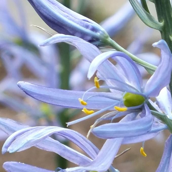Camassia Cusickii Bulbs – Rare Wild Hyacinth Blue Flower | Pacific Northwest Native Camassia Bulb | Deer Resistant | Fall Planting | 14cm+ Size (1 Pack)