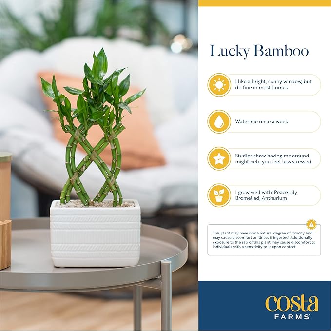 Costa Farms Lucky Bamboo Spiral Stalks (Pack of 10)