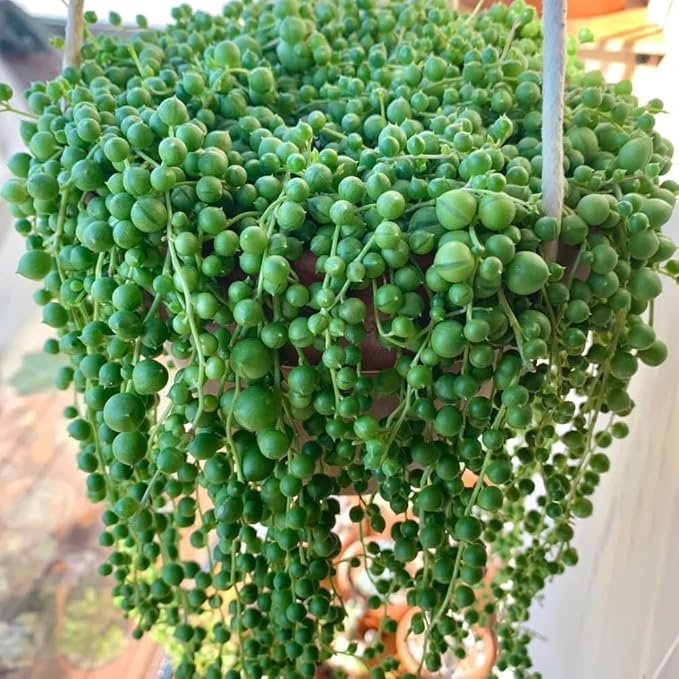 Trailing String of Pearls Live Plant in 2'' Pot, Succulent Plants Live, Trailing Succulent Plants, Easy Care Houseplant for Indoor Garden Décor, Hanging Succulent Live Plant to Grow