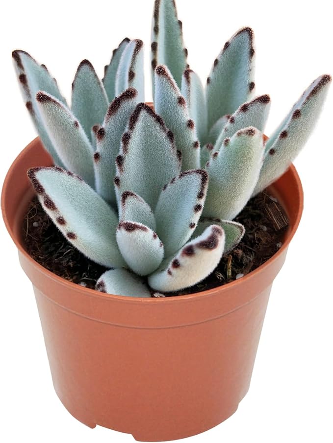 Live Succulent Panda Plant, Rare Succulents Fully Rooted in 4" Pots with Soil, Easy-Care House Plants, with Heat Pack for Winter Shipping