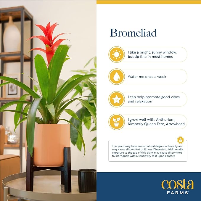 Costa Farms Bromeliad Live Plants (Pack of 2) - Blooming Flowers, 20-Inches Tall | Live Indoor Houseplants in Flower Pots | Assorted Colors | Housewarming Gift, Home, Office, Room Decor
