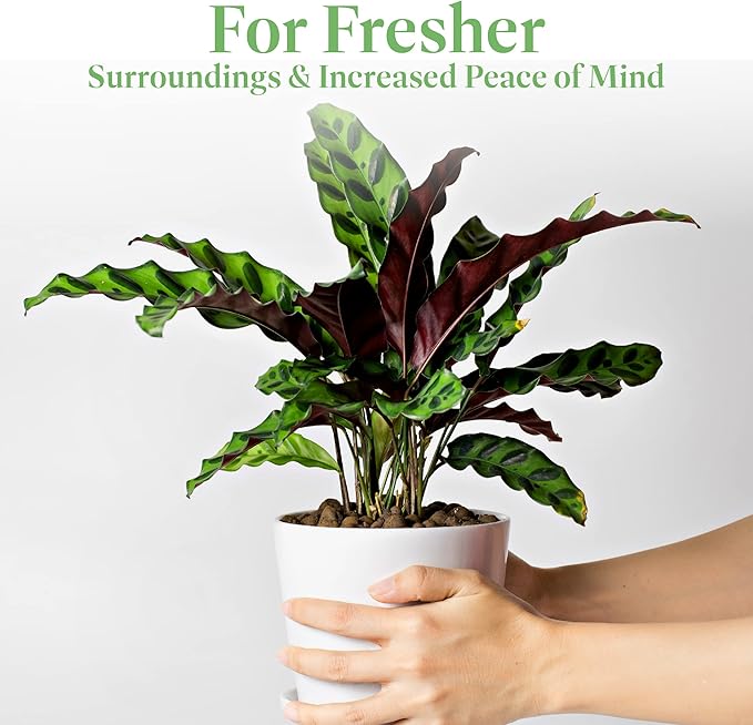 American Plant Exchange Calathea Rattlesnake – 6-Inch with Pot Cover – Live Pet-Friendly Indoor Houseplant with Wavy Green Leaves for Low-Light Homes, Offices, Bedrooms & Shelf Décor