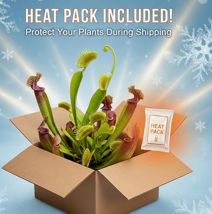 Live Pinguicula Fumiko Butterwort Carnivorous Plant, Pet-Safe, Unique Gift for Plant Lovers & Collectors