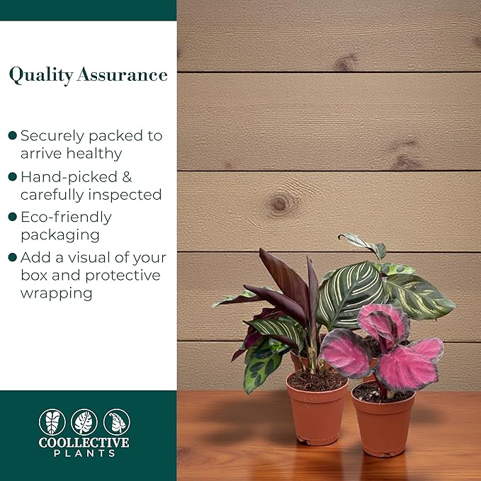 CoollectivePlants Calathea Plant Live Collection – Set of 4 Live Calathea Varieties in Grower’s Pots, Live Indoor Houseplants, Includes UniHeat Pack for Winter Protection