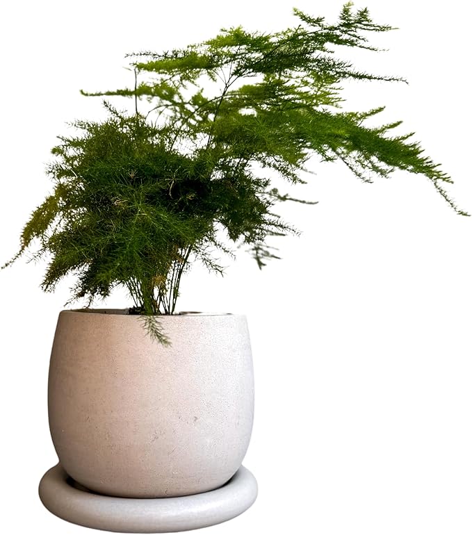 Concrete Planter with Drainage, Cute Plant Pot, Bubble Planter, Decorative Cement Pot, Minimalist Pot with Saucer, Nordic, Chunky Pot (Creamy Gray)