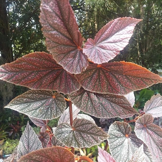 Pink Polka Dot Maculata Angel Wing Begonia Plants Live, Rare Begonias Indoor Growing, Hanging Basket, Starter 5 to 9 Inc Tall