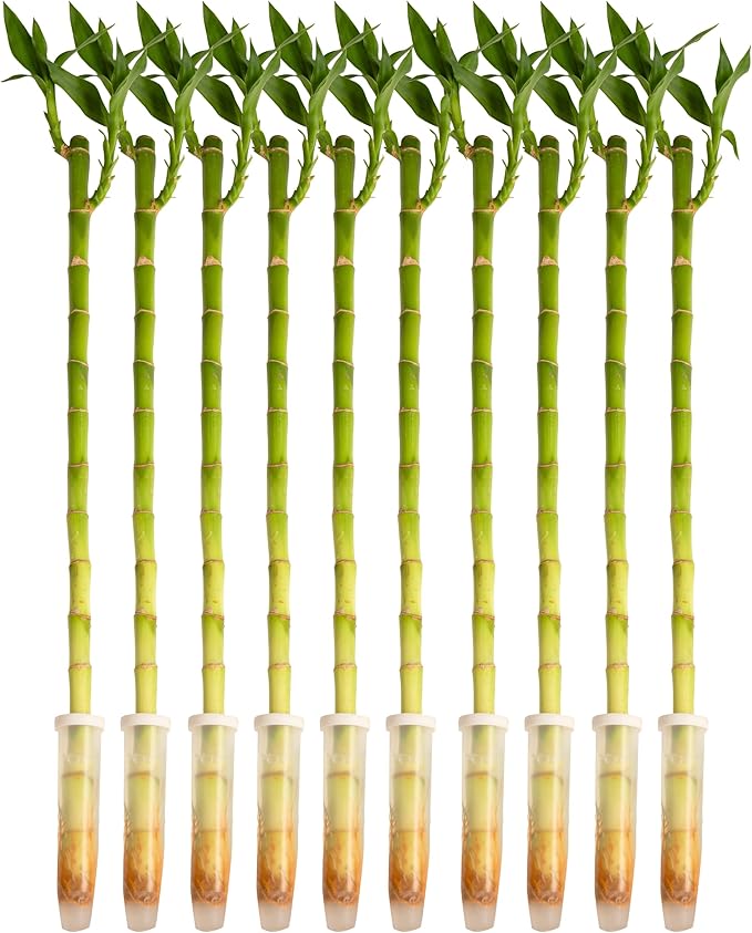 Costa Farms Lucky Bamboo Stalks (Pack of 10)