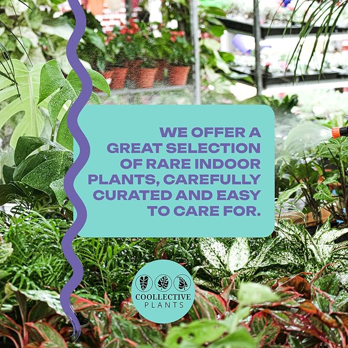 CoollectivePlants Calathea Rosceapicta Dottie – Live Calathea Plant in 4″ Growers Pot, Easy to Grow Live Indoor Plant, Low Maintenance Houseplant