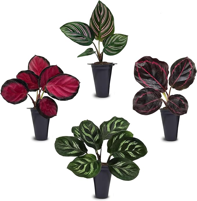 Calathea Collection (4 Pack) Live Plants β Stunning Foliage Prayer Plants Like Orbifolia, Rose Painted, White Star & Dottie β Easy Indoor Tropical Plants β Pet Friendly β Natural Air Purifiers