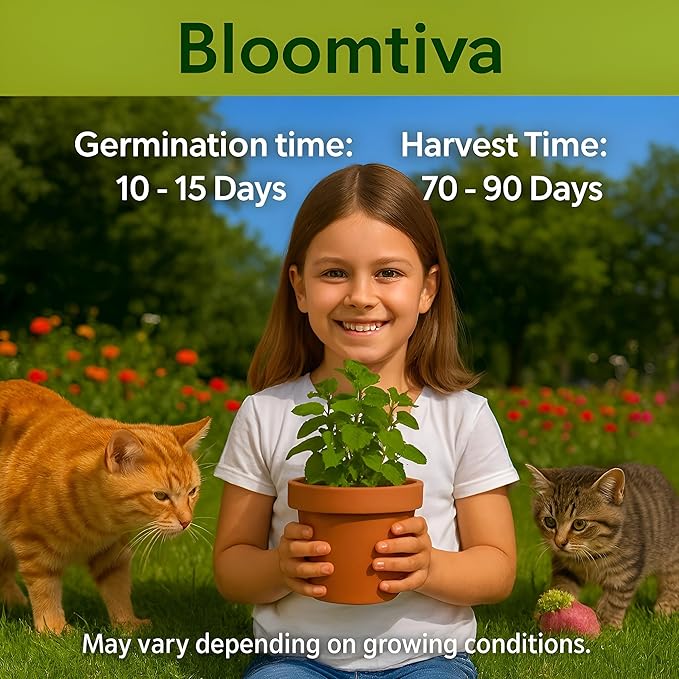 Catnip Seeds for Planting Indoors and Ourdoors - π‘π’π‘-ππ π’ Cat Nip Seeds (Bulk Pack) Heirloom Herb - Made in π¨π¦π - High Germination Rate - Plants for Cats and Humans (Nepeta Cataria)