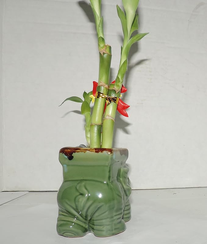 JMBAMBOO- Live 3 Style Lucky Bamboo Plant Arrangement with Ceramic elephant Vase