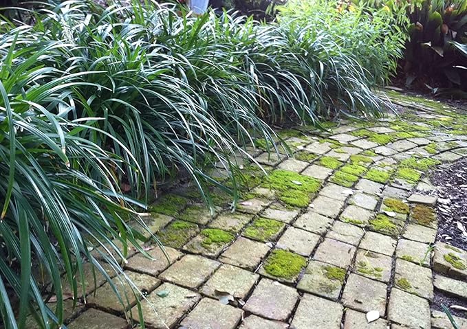 Mondo Grass Ophiopogon Japonicus | 50 Live Pips Bare Root Plants | Live Shade Loving Evergreen Groundcover Plants