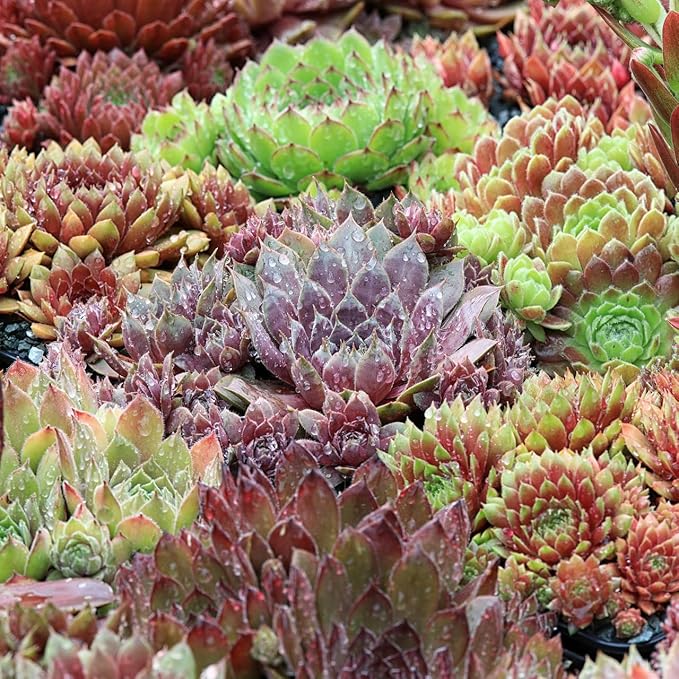 Mountain Crest Gardens Hardy Succulent Variety Pack - 20 Frost-Tolerant Live Plants, Rooted in 2 Inch Pots - Real Outdoor Succulents for Rock Gardens, Landscaping, DIY Arrangements