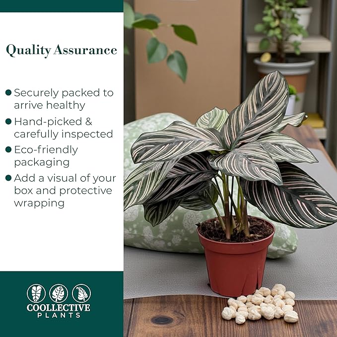 Calathea Ornata | Live Plant in a 4 Inch Growers Pot, Live Indoor, Easy to Grow, Easy to Care, and Low Maintenance Houseplant (4" Pot)