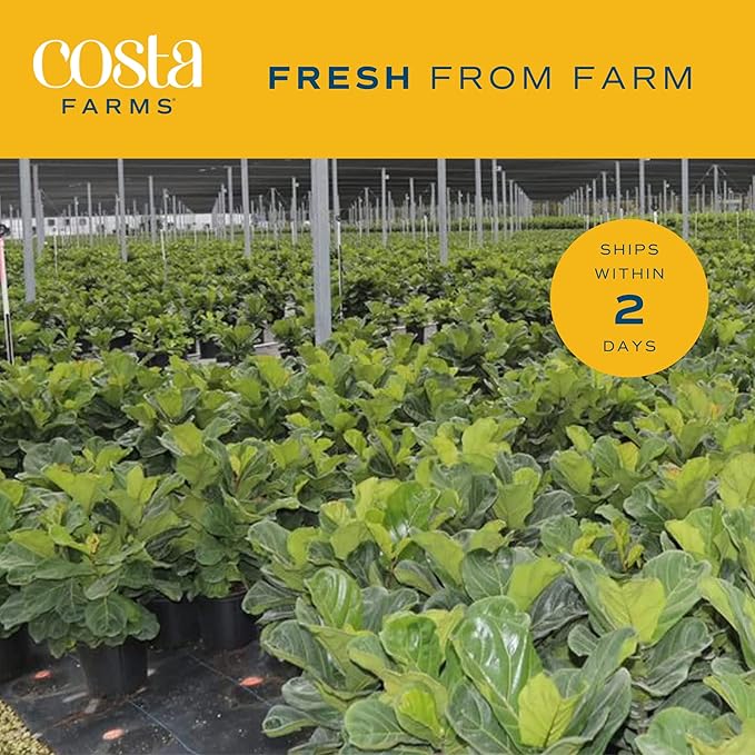 Costa Farms Fiddle Leaf Fig, Live Indoor Ficus Lyrata Floor Plant, Tropical Houseplant Potted in Nursery Planter, Housewarming, Birthday, Office and Living Room Decor, 2-3 Feet Tall