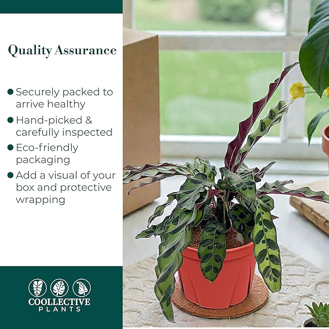 Calathea Lancifolia ‘Rattlesnake’ – Live Indoor Plant, Easy Care Low Maintenance Houseplant in 6″ Pot (Wide), Includes UniHeat Pack for Winter Protection