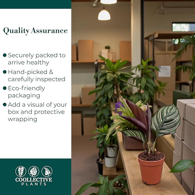 Calathea Ornata | Live Plant in a 4 Inch Growers Pot, Live Indoor, Easy to Grow, Easy to Care, and Low Maintenance Houseplant (2" Pot)