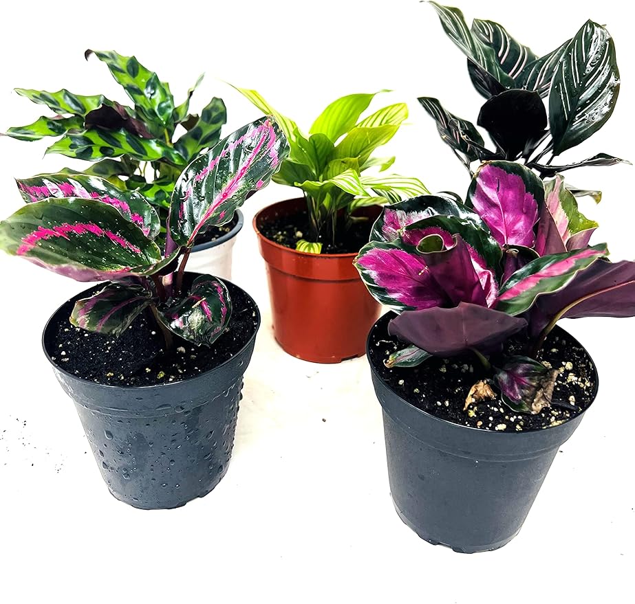 Calathea Party of 2 Live Plants 'Unique by JMBamboo'