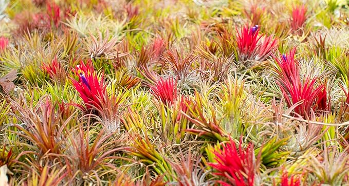Air Plants - Tillandsia Ionantha - Organically Enhanced Color - Live Arrival Guaranteed - House Plants for Home Decor & Gift (Blue_Bell_3pk+Black_Planters)