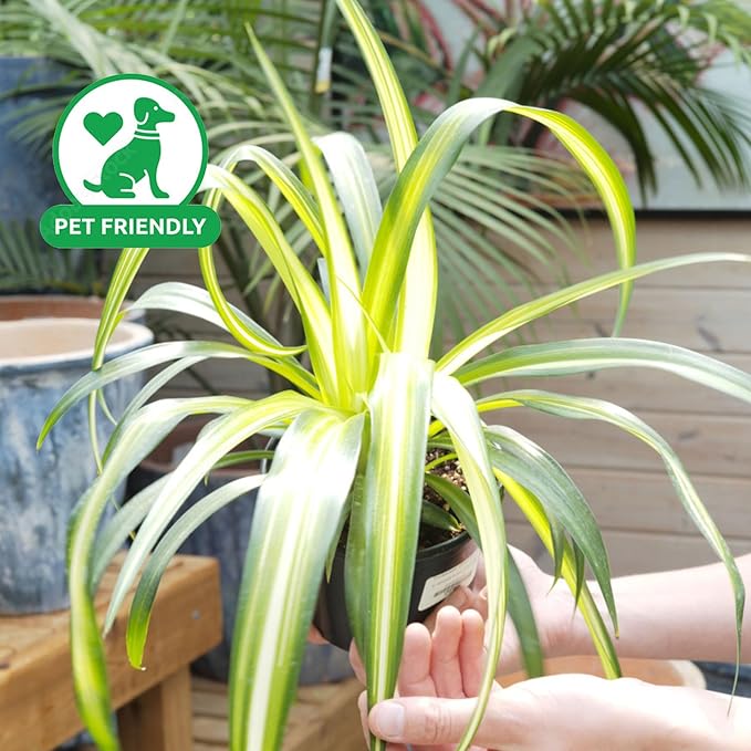 Spider Collection β Bonnie, Reverse & Hawaiian Varieties β Airplane, Pet Friendly Live Indoor Houseplant (4" Spider Plant Hawaiian)