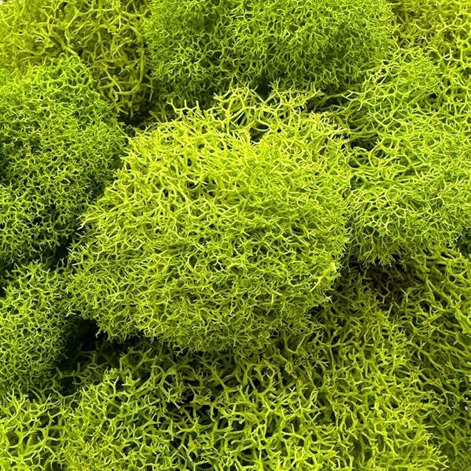 Preserved Reindeer Moss - Moss for Crafts, Home Decor, Art, Design & DIY Projects - Non-Toxic - USA Made (Chartreuse, Small)