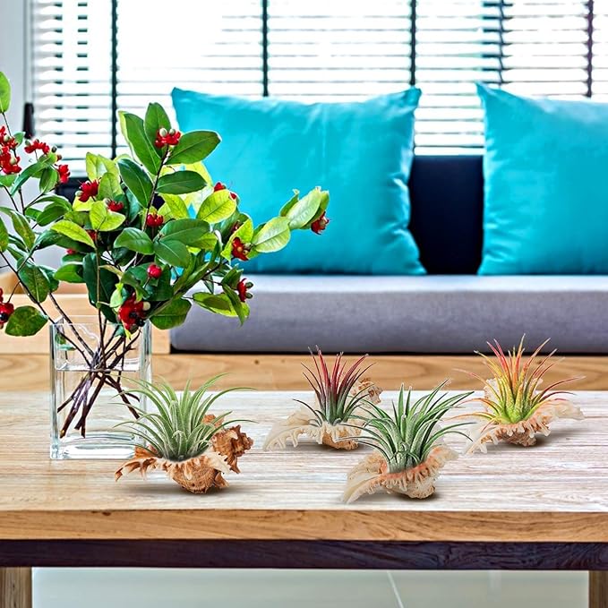 ANPHSIN 4 Pack Conch Sea Shell Air Plant Holders- 4-5 inches Natural Airplant Pot, Decorative Tillandsia Succulent Display Container for Gardening Housewarming Gifts Home Table Decors, No Plants
