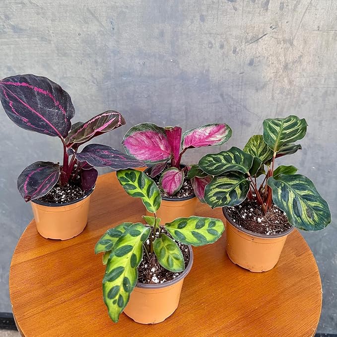 PLANTVERS Calathea Assorted Live Plant Set – Pack of 4 Live Plants in 2" Pots – Includes Calathea Roseopicta, Lancifolia, Dottie & Makoyana – Air Purifying Indoor Houseplants