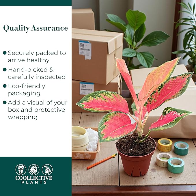 Aglaonema Pink Pearl – Live Plant in 4" Grower’s Pot, Easy to Grow Low Maintenance Indoor Houseplant, Pink Plants - Includes UniHeat Pack for Winter Protection