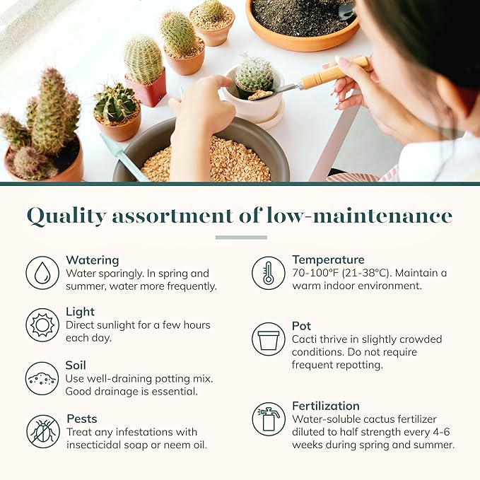 Shop Succulents | Can't Touch This Collection | Assortment of Hand Selected, Fully Rooted Live Indoor Cacti Plants, 20-Pack,