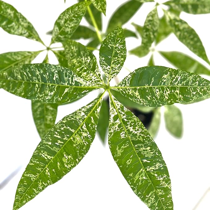 Live Money Tree Plant – 4” Indoor Pachira Glabra Variegated Fully Rooted | Albo Varieagata Rare Indoor Houseplant | Air-Purifying for Home, Office & Gifts (Heat Pack Included)