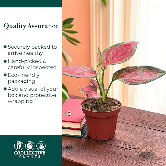 CoollectivePlants Aglaonema Richard – Live Plant in 4″ Grower’s Pot, Chinese Evergreen with Green & Cream Variegated Leaves, Easy Low Light Indoor Plant, Includes UniHeat Pack for Winter Protection