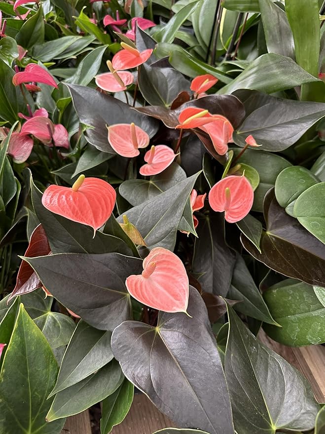 Pink Matata Anthurium (12"-14" Tall) Unique and Gorgeous Live Indoor Plant, Easy Care and Easy to Grow, Bloom Plant, 4 inch Pot (Rainbow Champ)