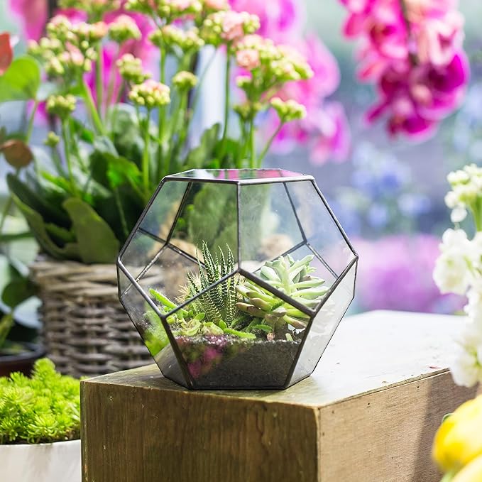 NCYP Small Open Terrarium Planter - 6.89" x 6.89" x 5.9" Pentagon Geometric Glass Container Pot for Succulents, Air Plants - Home Garden Tabletop Miniature Decor, Black (No Plants)