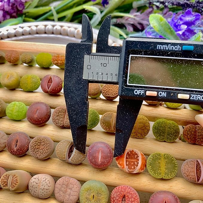 Lithops Succulent Plants Live – 0.4-0.6" 30 Pcs Rare Living Stones Mix, Succulents Bare Root Without Pot & Soil, Easy-Care Indoor Office Desk Decoration, Unique Plant Gifts for Succulent Lovers