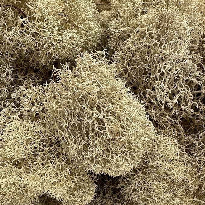Preserved Reindeer Moss - Moss for Crafts, Home Decor, Art, Design & DIY Projects - Non-Toxic - USA Made (Natural, Medium)
