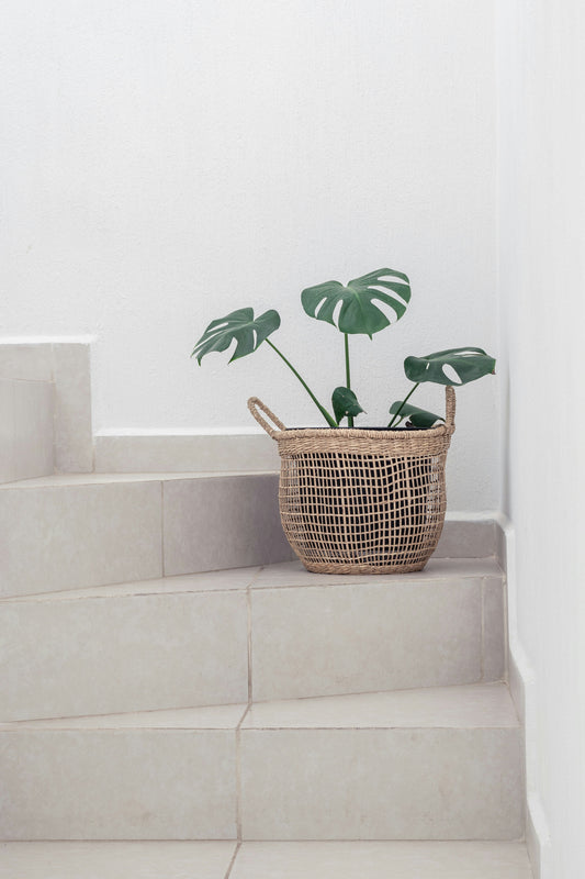 Top 5 Houseplants That Look Best in Rattan Baskets