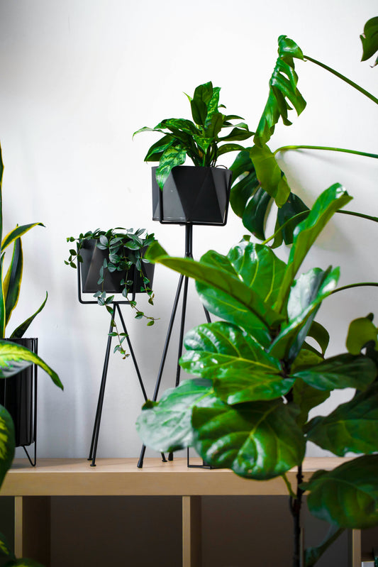 Creating a Focal Point: Styling Large Geometric Planters in Your Living Room