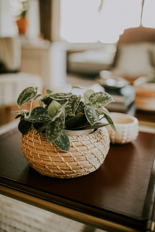 Boho-Chic Decor: Combining Rattan Textures with Vibrant Greenery
