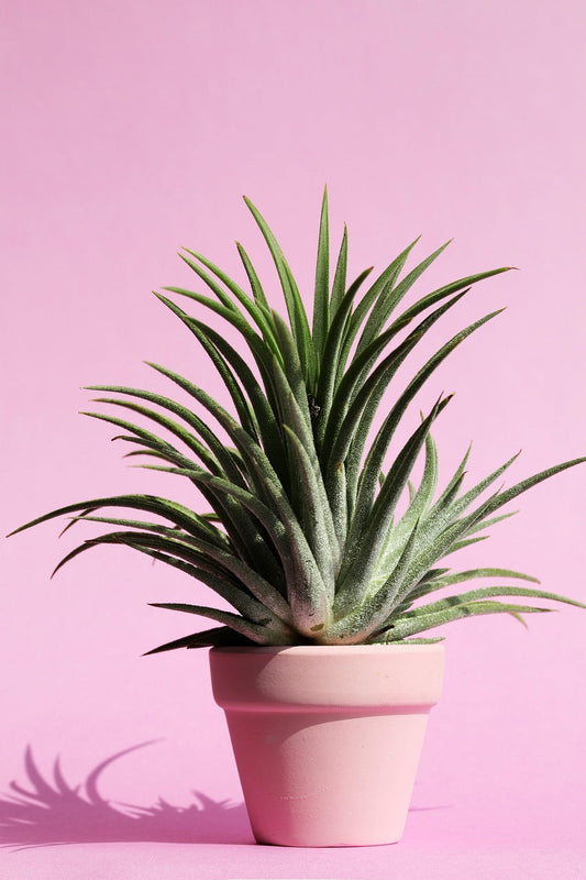 Best Plants for Glazed Ceramic Pots: A Moisture-Loving Greenery Guide