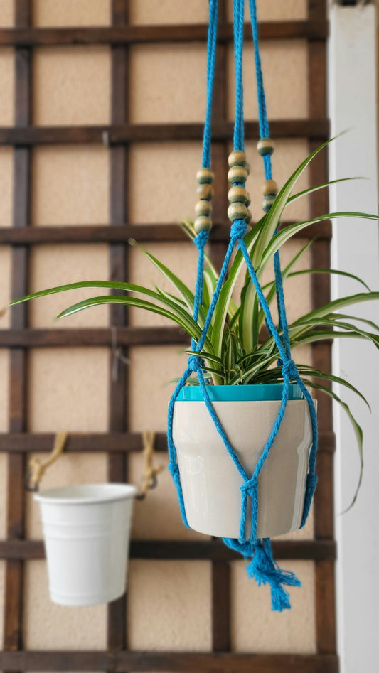 Plant Care from Above: How to Water and Mist Your Hanging Greenery